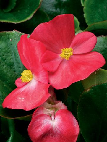 Foto fiore da  Vaso e aiola Begonia semperflorens Volumia F1 Scarlet