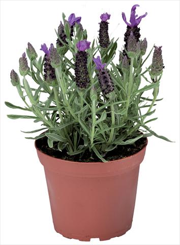 Foto fiore da  Vaso e aiola Lavandula stoechas Javelin™ Compact Blue