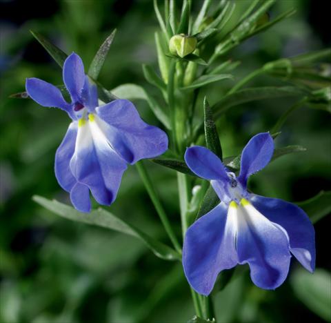 Foto fiore da  Vaso, aiuola, balcone, basket Lobelia erinus Laguna® Compact Blue With Eye