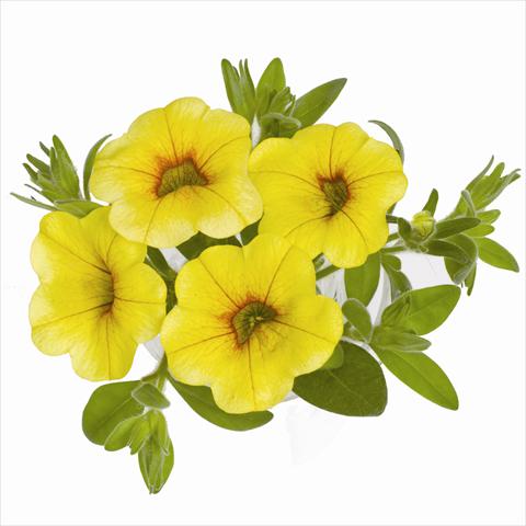 Foto fiore da  Basket o vaso Calibrachoa RED FOX Aloha® Yellow