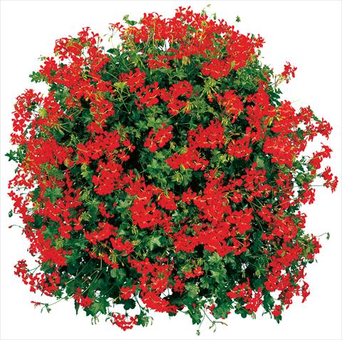 Foto fiore da  Vaso, balcone, basket Pelargonium peltatum Cascade® Feuer