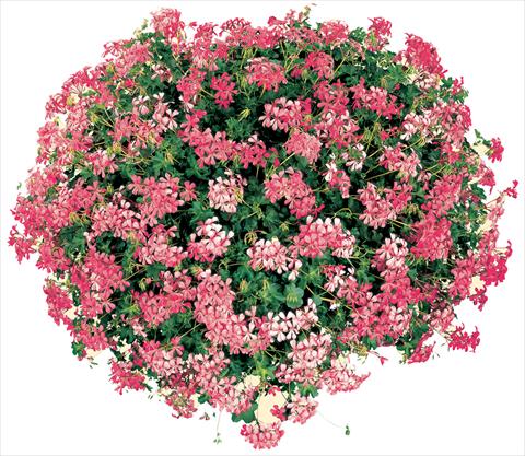 Foto fiore da  Vaso, balcone, basket Pelargonium peltatum Cascade® Sofie