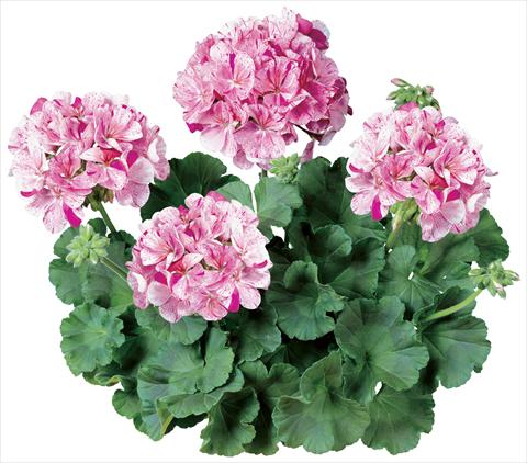 photo of flower to be used as: Pot, bedding, patio Pelargonium zonale Avenida® Mosaic Purple