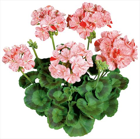 Foto fiore da  Vaso, aiuola, balcone Pelargonium zonale Avenida® Mosaic Red