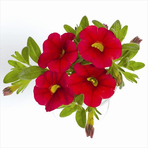 Foto fiore da  Basket o vaso Calibrachoa RED FOX Aloha® Red