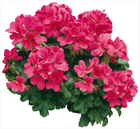 Foto fiore da  Vaso, aiuola, balcone Pelargonium zonale Caliente® Coral