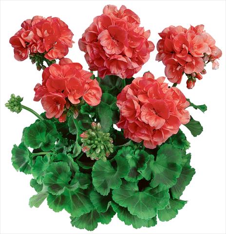 Foto fiore da  Vaso, aiuola, balcone Pelargonium zonale Classic Noblesse