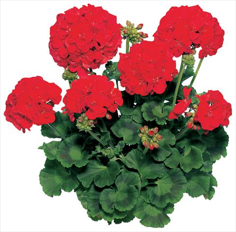 Foto fiore da  Vaso, aiuola, balcone Pelargonium zonale Compact Line Samba