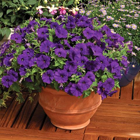 Foto fiore da  Vaso e aiola Petunia milliflora Picobella F1 Blue