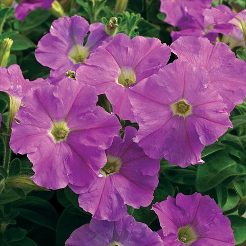 Foto fiore da  Vaso e aiola Petunia milliflora Picobella F1 Light Lavender