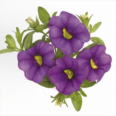 Foto fiore da  Basket o vaso Calibrachoa RED FOX Aloha® Purple