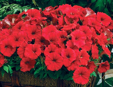 Foto fiore da  Vaso e aiola Petunia milliflora Picobella F1 Red