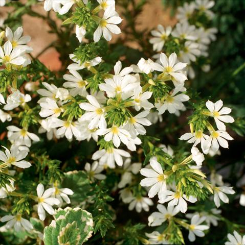 Foto fiore da  Vaso, balcone, basket Scaevola aemula Whirlwind Trailing White