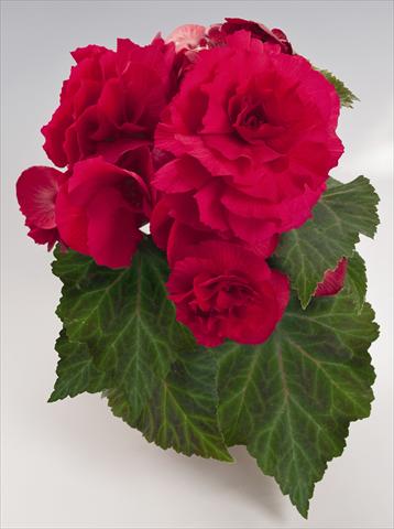 Foto fiore da  Vaso, aiuola, balcone, basket Begonia tuberhybrida NonStop® Deep Rose