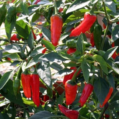 Foto fiore da  Vaso e aiola Capsicum annuum Apache