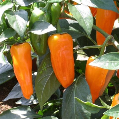 Foto fiore da  Vaso e aiola Capsicum annuum Cheyenne