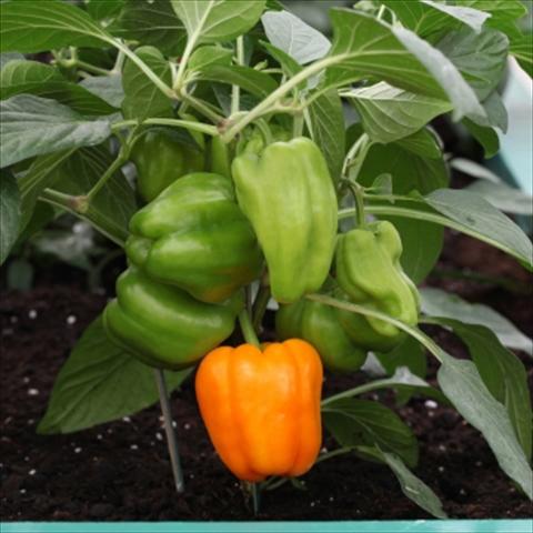 Foto fiore da  Vaso e aiola Capsicum annuum Pompei