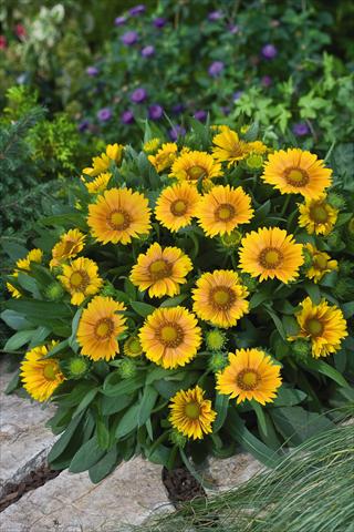 Foto fiore da  Aiuola e/o bordura Gaillardia Arizona Apricot