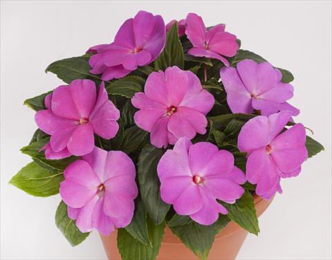 Foto fiore da  Vaso, aiuola, balcone, basket Impatiens N. Guinea pac® Impacio® Lavender Pink