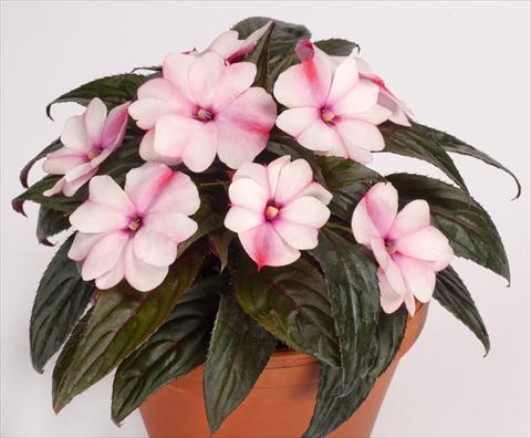 Foto fiore da  Vaso, aiuola, balcone, basket Impatiens N. Guinea pac® Impacio® Pearl