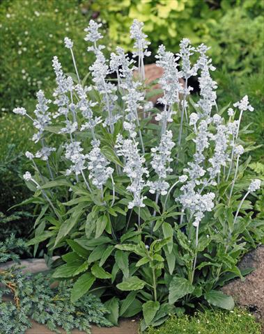 Foto fiore da  Aiuola e/o bordura Salvia farinacea Evolution® White