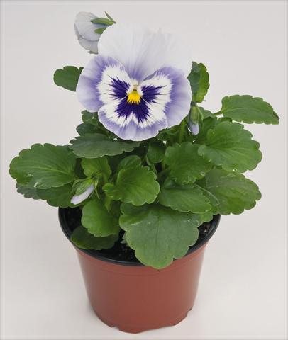 Foto fiore da  Vaso e aiola Viola wittrockiana Inspire® Blue Angel