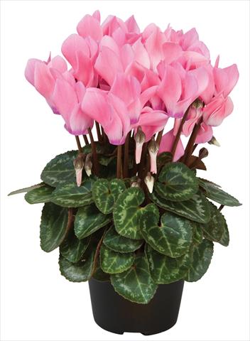 Foto fiore da  Vaso e aiola Cyclamen persicum Super Serie® Compact® F1 Salmon Flamed