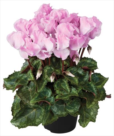 Foto fiore da  Vaso e aiola Cyclamen persicum Super Serie® Jive® F1 Neon Flamed