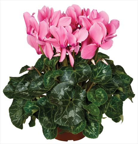 Foto fiore da  Vaso e aiola Cyclamen persicum Super Serie® Mammoth® F1 Light Salmon Pink