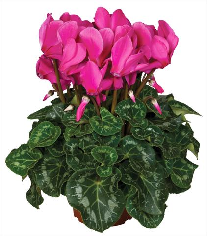 Foto fiore da  Vaso e aiola Cyclamen persicum Super Serie® Mammoth® F1 Magenta