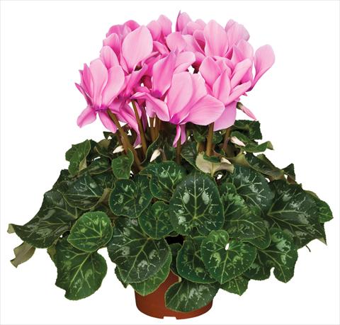 Foto fiore da  Vaso e aiola Cyclamen persicum Super Serie® Mammoth® F1 Neon Pink