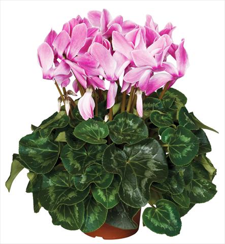 Foto fiore da  Vaso e aiola Cyclamen persicum Super Serie® Mammoth® F1 Wine Red Flamed