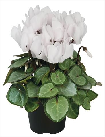 Foto fiore da  Vaso e aiola Cyclamen persicum Super Serie® Michelangelo® F1 Pure White