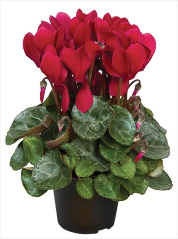 Foto fiore da  Vaso e aiola Cyclamen persicum Super Serie® Michelangelo® F1 Wine Red