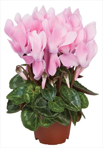 Foto fiore da  Vaso e aiola Cyclamen persicum Super Serie® Micro® F1 Neon Flamed