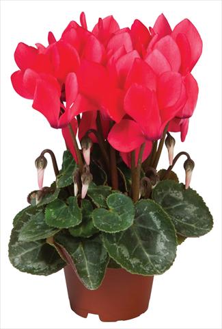 Foto fiore da  Vaso e aiola Cyclamen persicum Super Serie® Micro® F1 Salmon Red