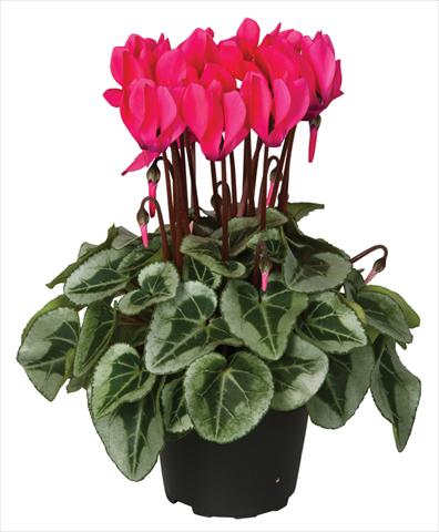 Foto fiore da  Vaso e aiola Cyclamen persicum Super Serie® Picasso® F1 Neon Pink