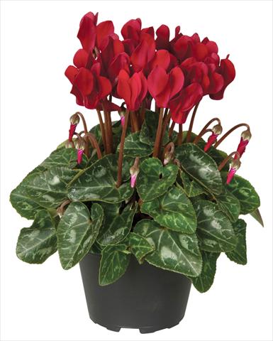 Foto fiore da  Vaso e aiola Cyclamen persicum Super Serie® Verano® F1 Deep Wine Red