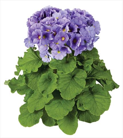 Foto fiore da  Vaso Primula obconica Touch Me® F1 Blue