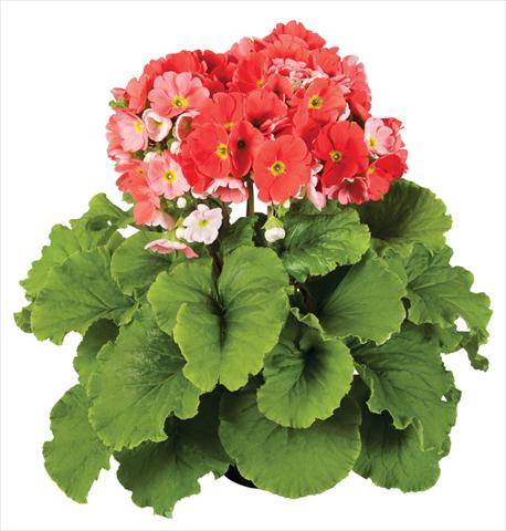 Foto fiore da  Vaso Primula obconica Touch Me® F1 Dark-Orange