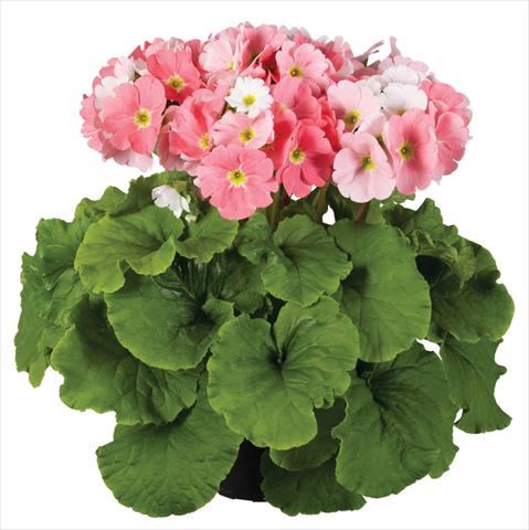 Foto fiore da  Vaso Primula obconica Touch Me® F1 Light Pink