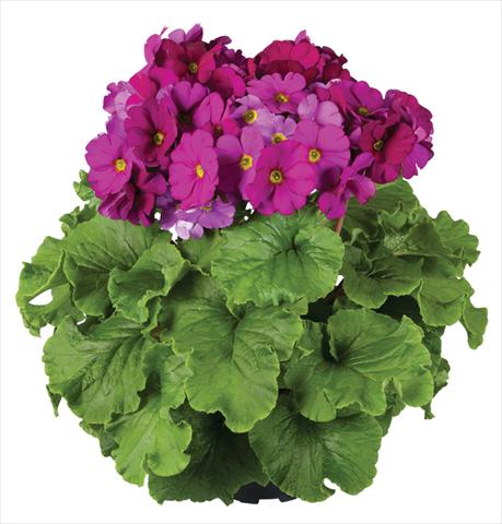 Foto fiore da  Vaso Primula obconica Touch Me® F1 Violet