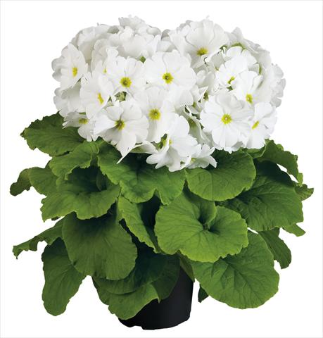 Foto fiore da  Vaso Primula obconica Touch Me® F1 White