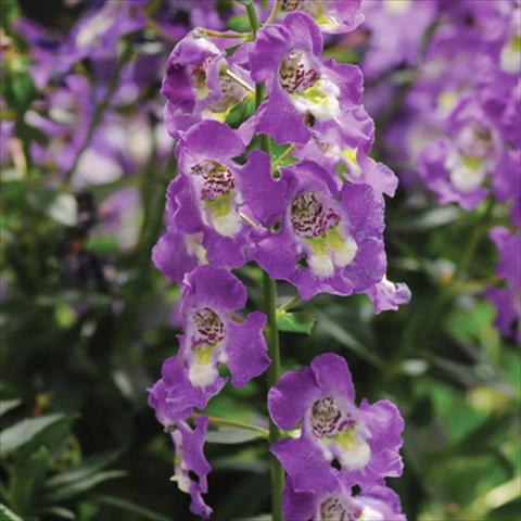 Foto fiore da  Vaso, aiuola, balcone, basket Angelonia Archangel Blue