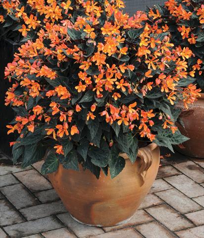 Foto fiore da  Basket vaso o aiuola Begonia hybrida Glowing Embers™