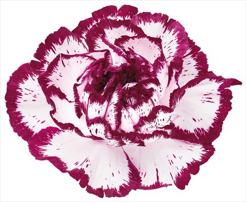 Foto fiore da  Reciso Dianthus caryophyllus Bacarat