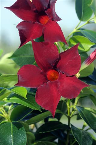 Foto fiore da  Balcone, vaso Dipladenia Diamantina® Jade Grenat 201