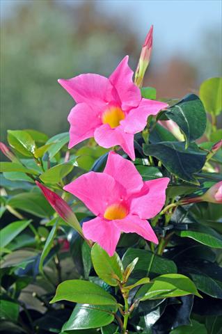 Foto fiore da  Balcone, vaso Dipladenia Diamantina® Jade Pink 206