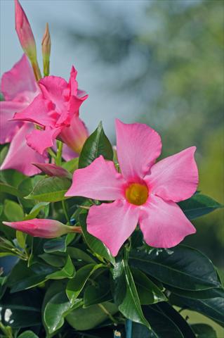 Foto fiore da  Balcone, vaso Dipladenia Diamantina® Opale Fuchsia Flamme 402