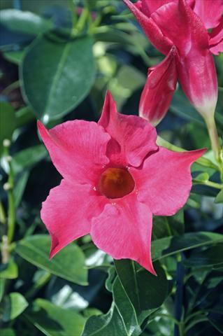 Foto fiore da  Balcone, vaso Dipladenia Diamantina® Rubis Fuchsia 101